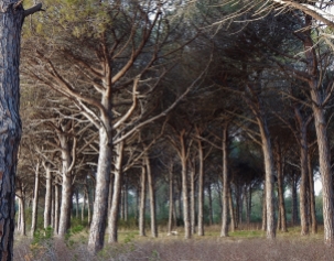 Bosco della Patanella. A little forest indeed.