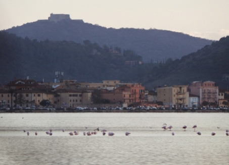 Orbetello. On St. Valentine's Day, a supermarket holds an organised flamingo coupling viewing from its roof. For real.