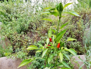 Chilli peppers. Mother loves them so father planted some even though he can't eat them.